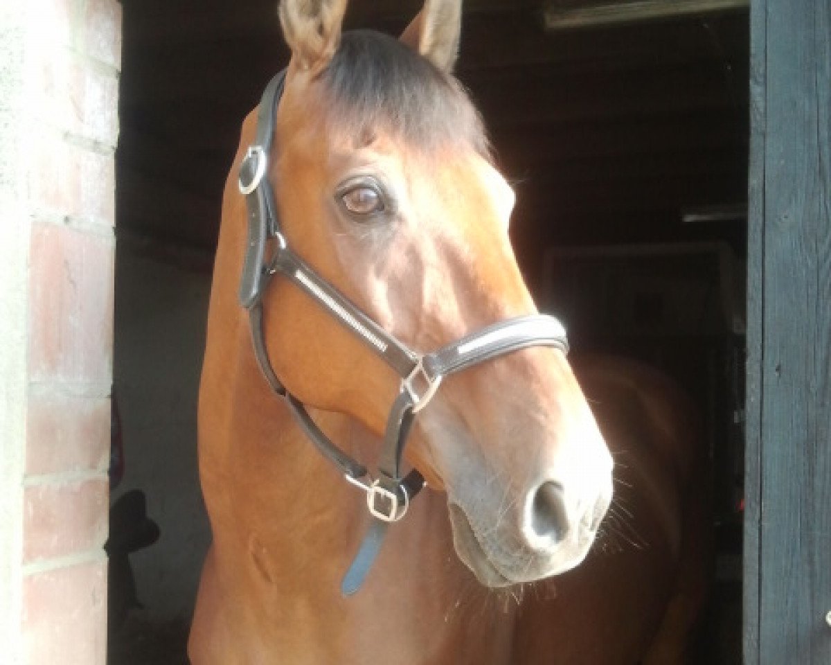 horse Lancianos (Holsteiner, 1991, from Lord)