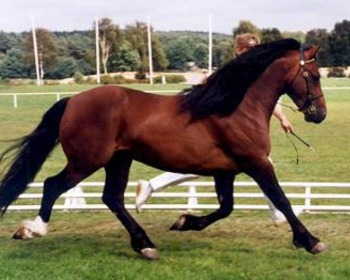 stallion Zeus of Stowell (Welsh-Cob (Sek. D), 1986, from Oakhatch Rhyddid)