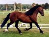 stallion Zeus of Stowell (Welsh-Cob (Sek. D), 1986, from Oakhatch Rhyddid)