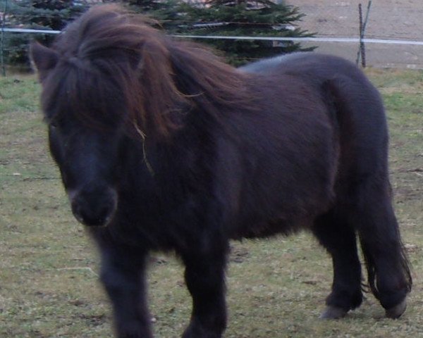 Pferd Kadett vom Heideblick (Shetland Pony, 2009, von Kronprinz van den Niederlanden)