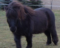 horse Kadett vom Heideblick (Shetland Pony, 2009, from Kronprinz van den Niederlanden)