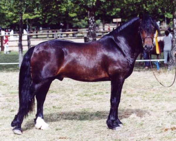 Deckhengst Unicorn Brenin (Welsh-Cob (Sek. D), 1999, von Unicorn Viscount)