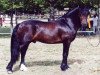 stallion Unicorn Brenin (Welsh-Cob (Sek. D), 1999, from Unicorn Viscount)