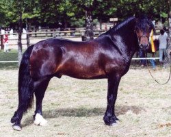 stallion Unicorn Brenin (Welsh-Cob (Sek. D), 1999, from Unicorn Viscount)