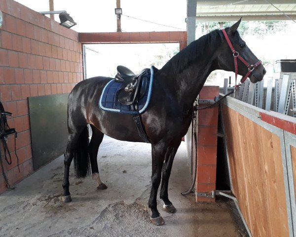 dressage horse First Lady S (Württemberger, 2009, from Fürst Romancier)