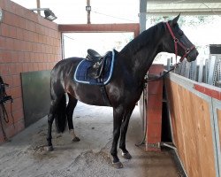 dressage horse First Lady S (Württemberger, 2009, from Fürst Romancier)