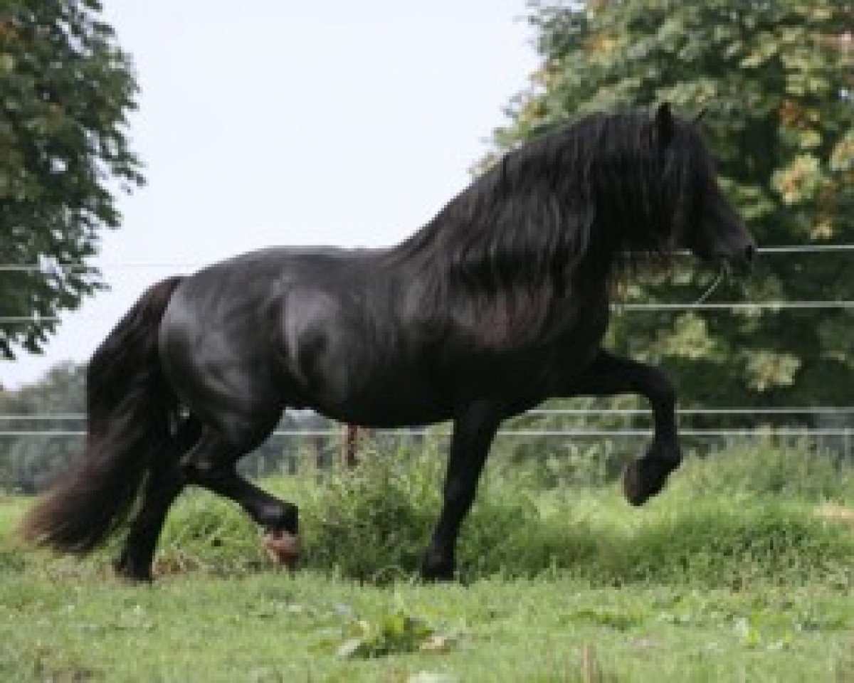 Deckhengst Hummelberg Lord Lester (Welsh-Cob (Sek. D), 1995, von Unicorn Lancelot)