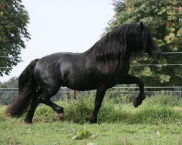 stallion Hummelberg Lord Lester (Welsh-Cob (Sek. D), 1995, from Unicorn Lancelot)