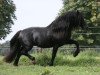 Deckhengst Hummelberg Lord Lester (Welsh-Cob (Sek. D), 1995, von Unicorn Lancelot)