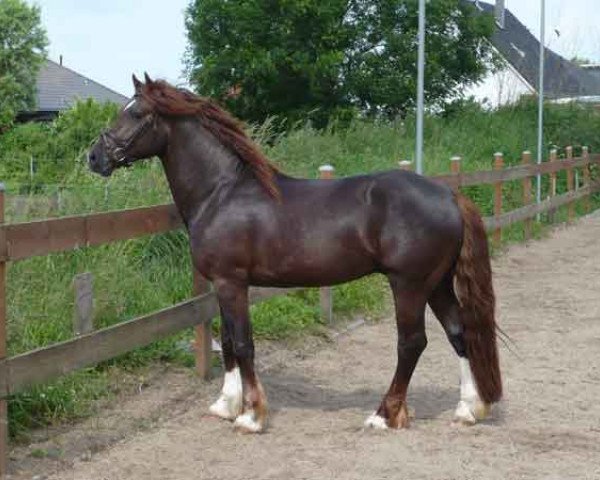 stallion Lord Luck 2 (Welsh-Cob (Sek. D), 2010, from Hummelberg Lord Lester)