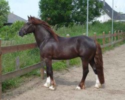 Deckhengst Lord Luck 2 (Welsh-Cob (Sek. D), 2010, von Hummelberg Lord Lester)