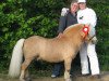 stallion Shirehill Gold Cracker (Shetland Pony, 1988, from Firth Golden Syrup)