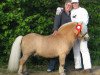 Deckhengst Shirehill Gold Cracker (Shetland Pony, 1988, von Firth Golden Syrup)