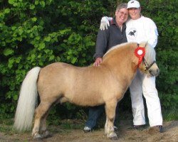 stallion Shirehill Gold Cracker (Shetland Pony, 1988, from Firth Golden Syrup)