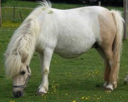 broodmare Belinda von Katho (Shetland Pony, 2003, from Bajazzo von Uda)