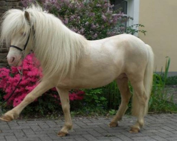 Deckhengst Kimba (Shetland Pony, 2000, von Kerswell Golden Son)