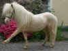 Deckhengst Kimba (Shetland Pony, 2000, von Kerswell Golden Son)