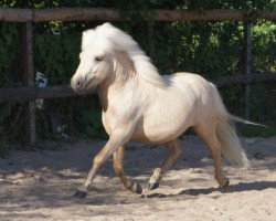 horse Kimboy vom Nimstal (Shetland Pony, 2011, from Kimba)