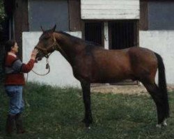 Deckhengst First de Dangu (Selle Français, 1971, von Pont Douve)