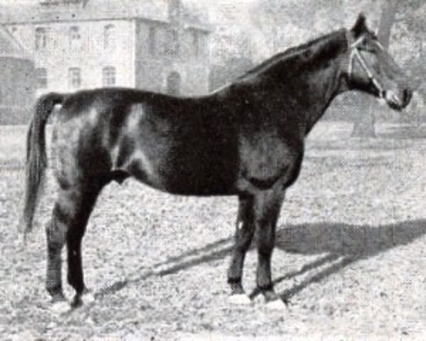 stallion Friedolin (Hanoverian, 1926, from Flavius)