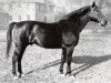 stallion Friedolin (Hanoverian, 1926, from Flavius)