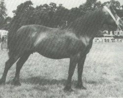 broodmare Cathedine Welsh Maid (Welsh-Cob (Sek. D), 1961, from Cahn Dafydd)