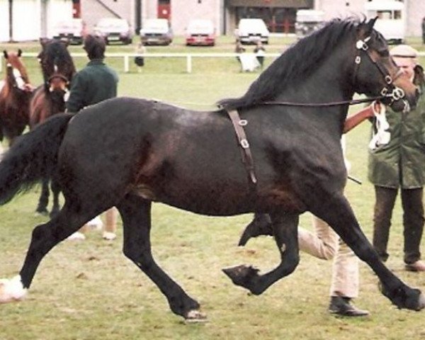 stallion Cathedine Express (Welsh-Cob (Sek. D), 1982, from Parc Welsh Flyer)