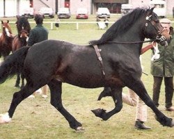 Deckhengst Cathedine Express (Welsh-Cob (Sek. D), 1982, von Parc Welsh Flyer)