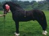 stallion Carregcoch Bleddyn (Welsh-Cob (Sek. D), 1988, from Cathedine Express)