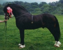 Deckhengst Carregcoch Bleddyn (Welsh-Cob (Sek. D), 1988, von Cathedine Express)