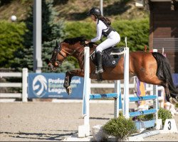 stallion Acado (German Riding Pony, 2004, from Acadius)