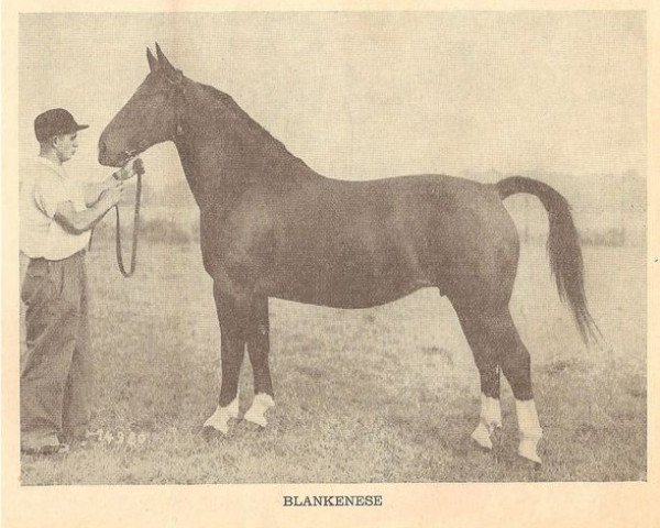 Zuchtstute Blankenese (Oldenburger, 1938, von Gratus 3539)