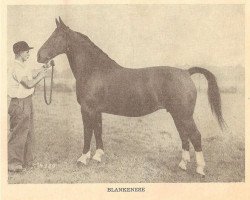 broodmare Blankenese (Oldenburg, 1938, from Gratus 3539)