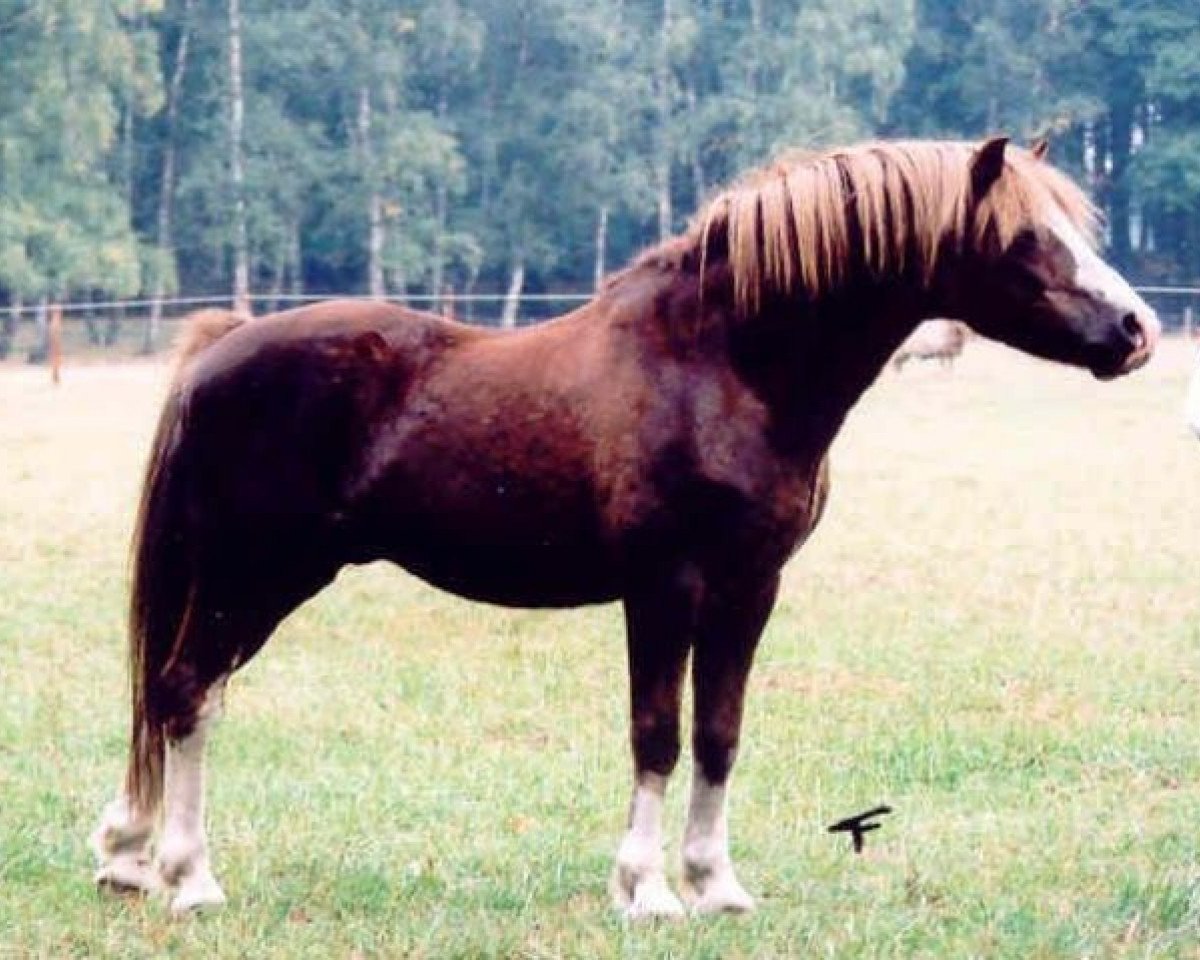 stallion Rondeels Carino (Welsh mountain pony (SEK.A), 1974, from Rondeels Pengwyn)