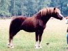 Deckhengst Rondeels Carino (Welsh Mountain Pony (Sek.A), 1974, von Rondeels Pengwyn)