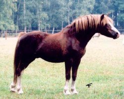 stallion Rondeels Carino (Welsh mountain pony (SEK.A), 1974, from Rondeels Pengwyn)