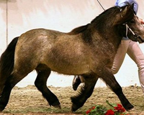 stallion Kaschmir Of Baltic Sea (Shetland Pony, 2006, from Karuso of Baltic Sea)