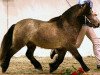 stallion Kaschmir Of Baltic Sea (Shetland Pony, 2006, from Karuso of Baltic Sea)