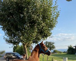 dressage horse Hengst von Floriscount x Sandro Hit (Hanoverian, 2016, from Fuechtels Floriscount OLD)