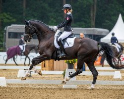 dressage horse Dao Fo (Hanoverian, 2015, from Danciano)