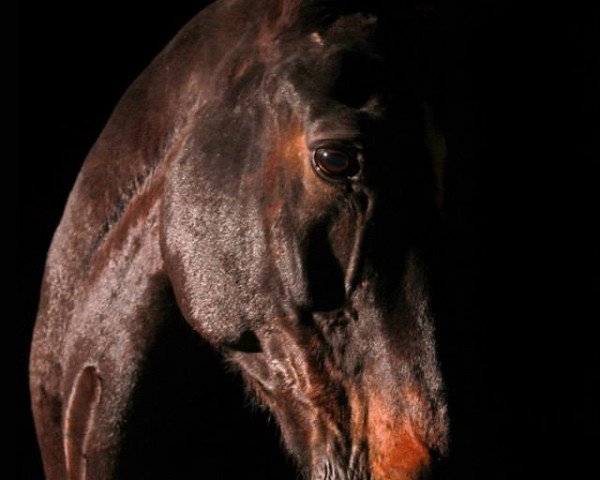 dressage horse Divertimento (Rhinelander, 1999, from Del Vento)