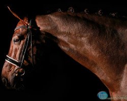 dressage horse Royal Flash 89 (Rhinelander, 2003, from Bmc Roman Nature)