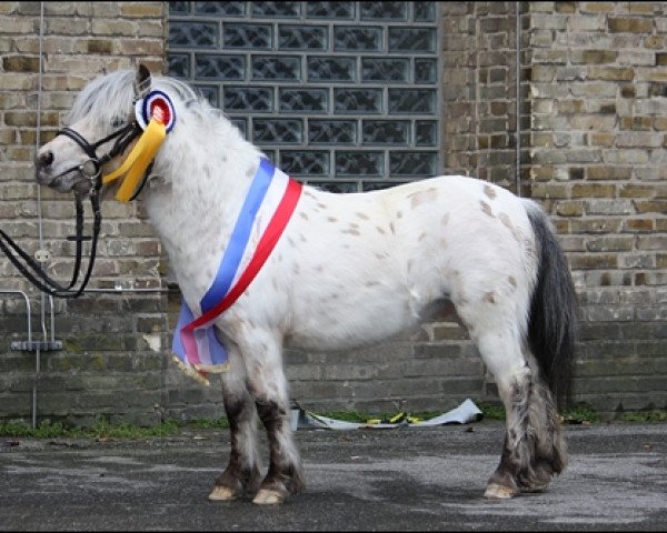 horse Karamello Islands KK (Dt.Part-bred Shetland pony, 2010, from Kaschmir Of Baltic Sea)