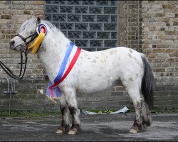 Pferd Karamello Islands KK (Dt.Part-bred Shetland Pony, 2010, von Kaschmir Of Baltic Sea)