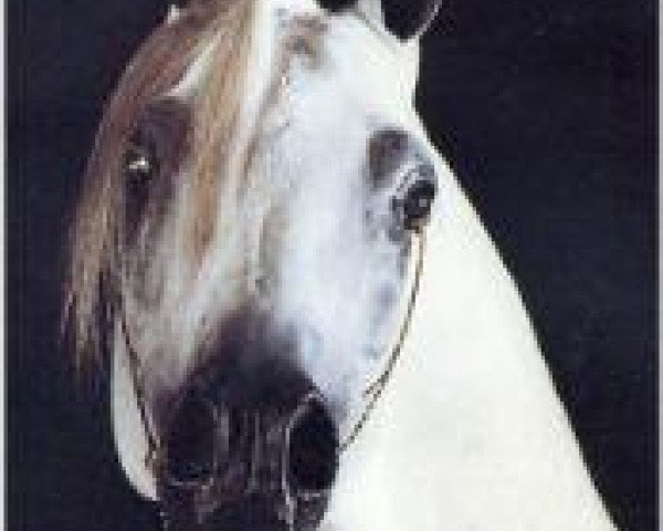 stallion Asfour 1984 EAO (Arabian thoroughbred, 1984, from Malik 1970 EAO)