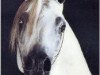 stallion Asfour 1984 EAO (Arabian thoroughbred, 1984, from Malik 1970 EAO)