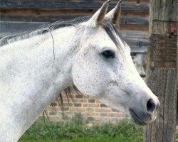 broodmare Hosna EAO (Arabian thoroughbred, 1965, from Ibn Maisa EAO)