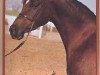 broodmare Ansata Jellabia 1973 ox (Arabian thoroughbred, 1973, from Ansata Ibn Sudan ox)