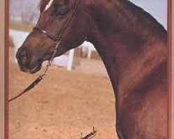 broodmare Ansata Jellabia 1973 ox (Arabian thoroughbred, 1973, from Ansata Ibn Sudan ox)