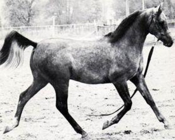 horse Ansata El Arabi 1971 ox (Arabian thoroughbred, 1971, from Ansata Ibn Halima 1958 EAO)